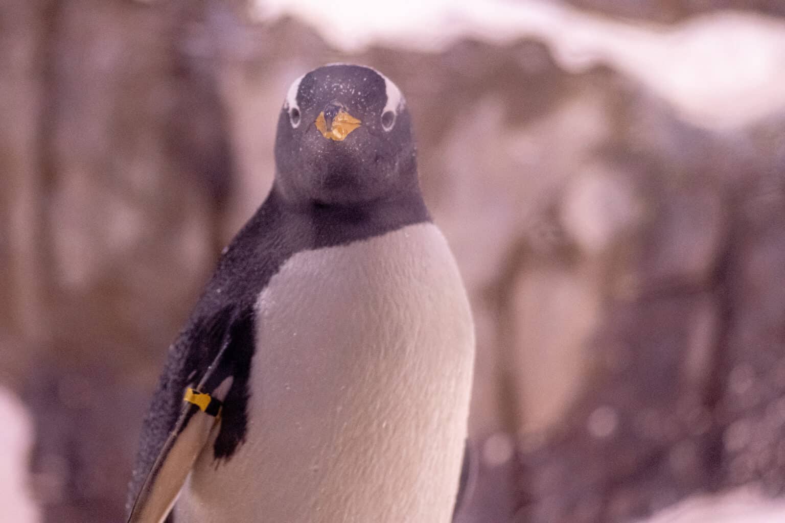 Eselspinguin, Sealife Konstanz