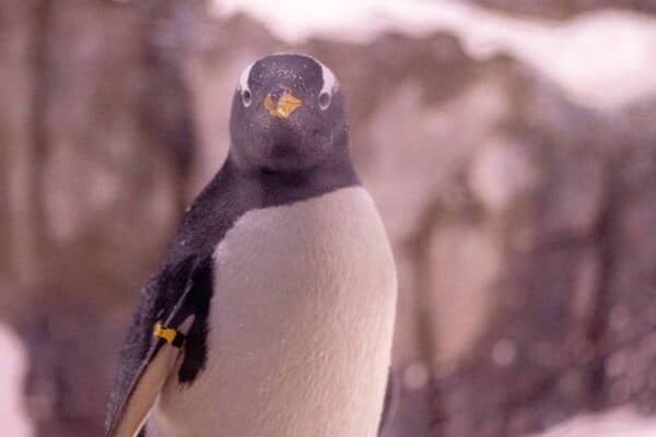 Eselspinguin, Sealife Konstanz