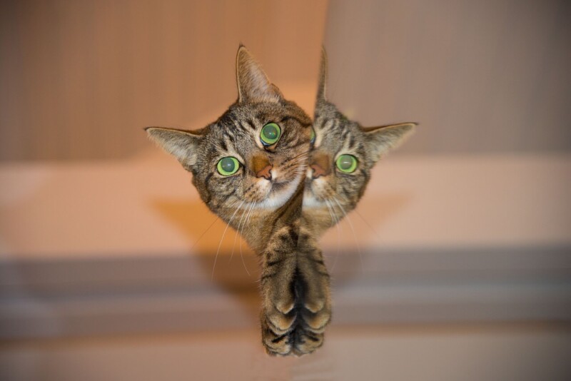 miau