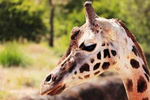 giraffe 2280888 1920