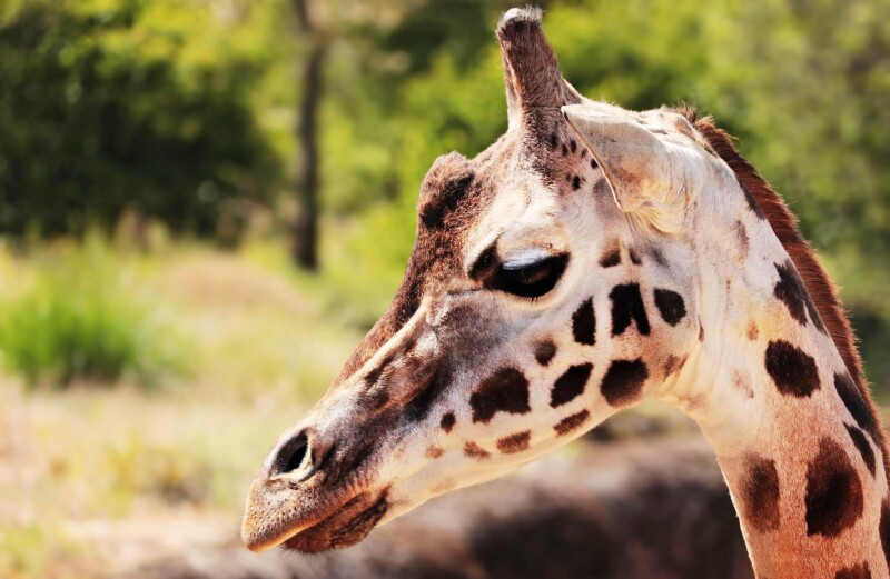 giraffe 2280888 1920