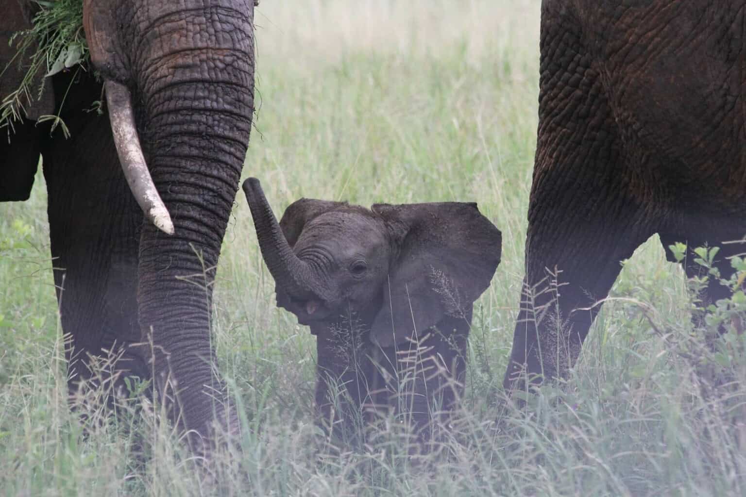 baby elephant 222978 1920