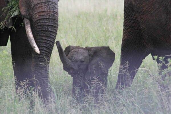baby elephant 222978 1920