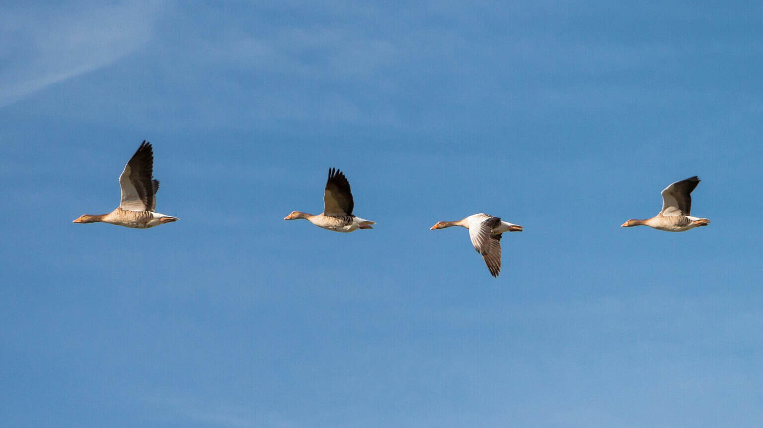 geese 618595 1920