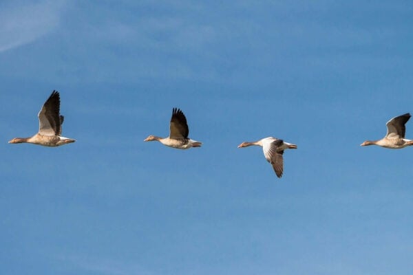 geese 618595 1920