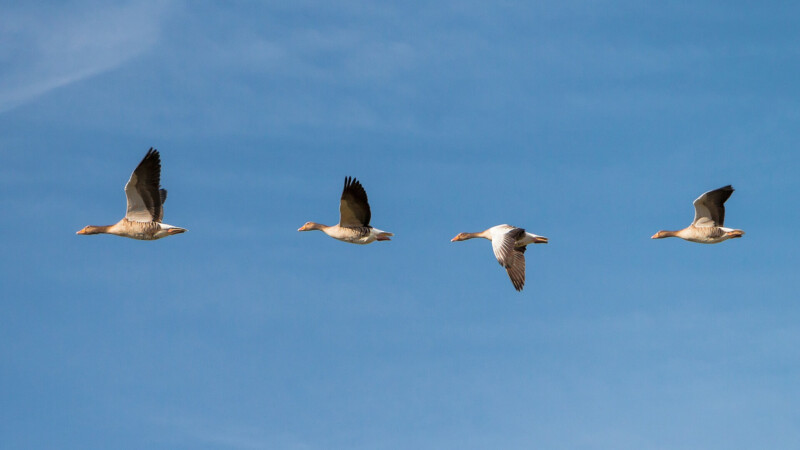 geese 618595 1920