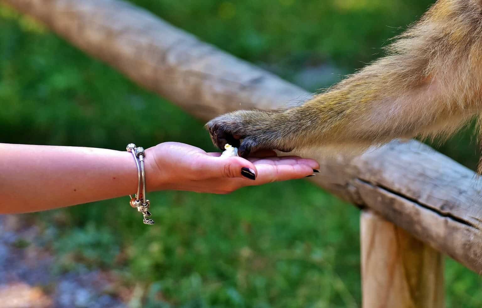 barbary ape 2445750 1920