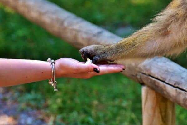 barbary ape 2445750 1920
