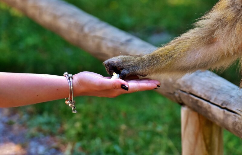 barbary ape 2445750 1920