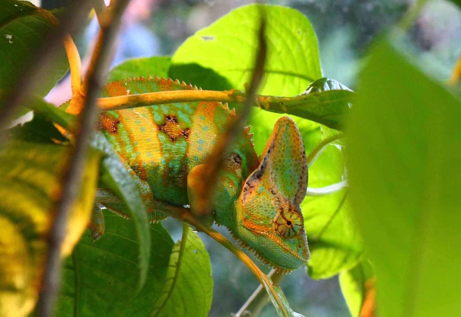 chameleon 1522265 1920