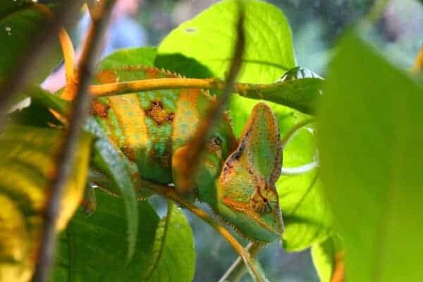 chameleon 1522265 1920