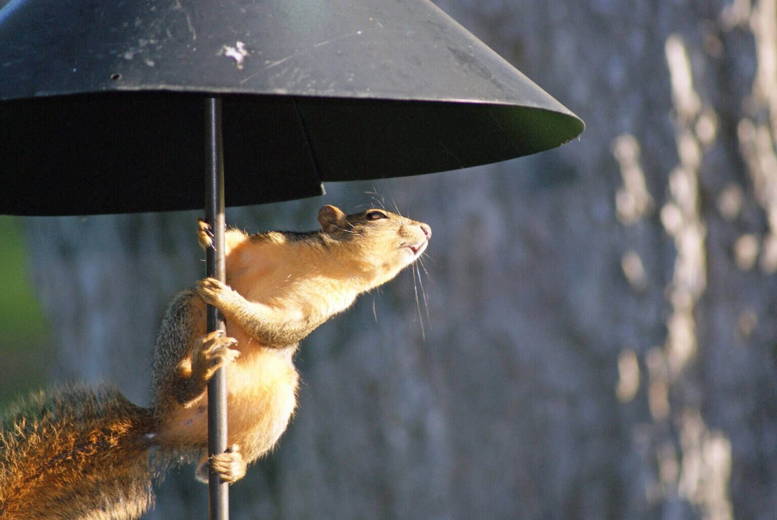 squirrel 1508463 1920