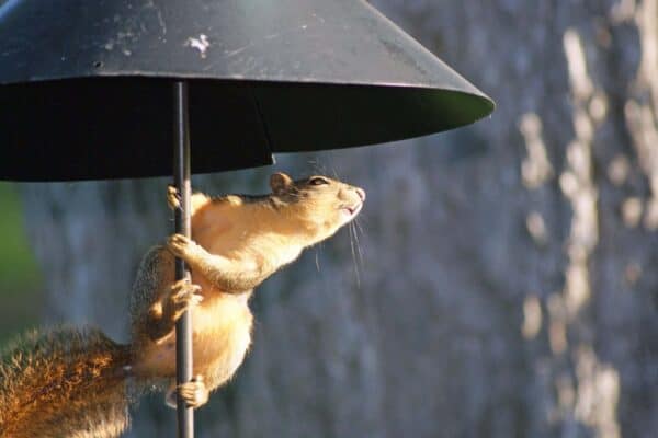 squirrel 1508463 1920