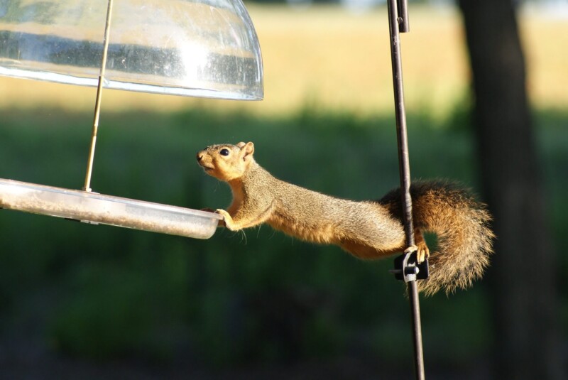 squirrel 1510603 1920