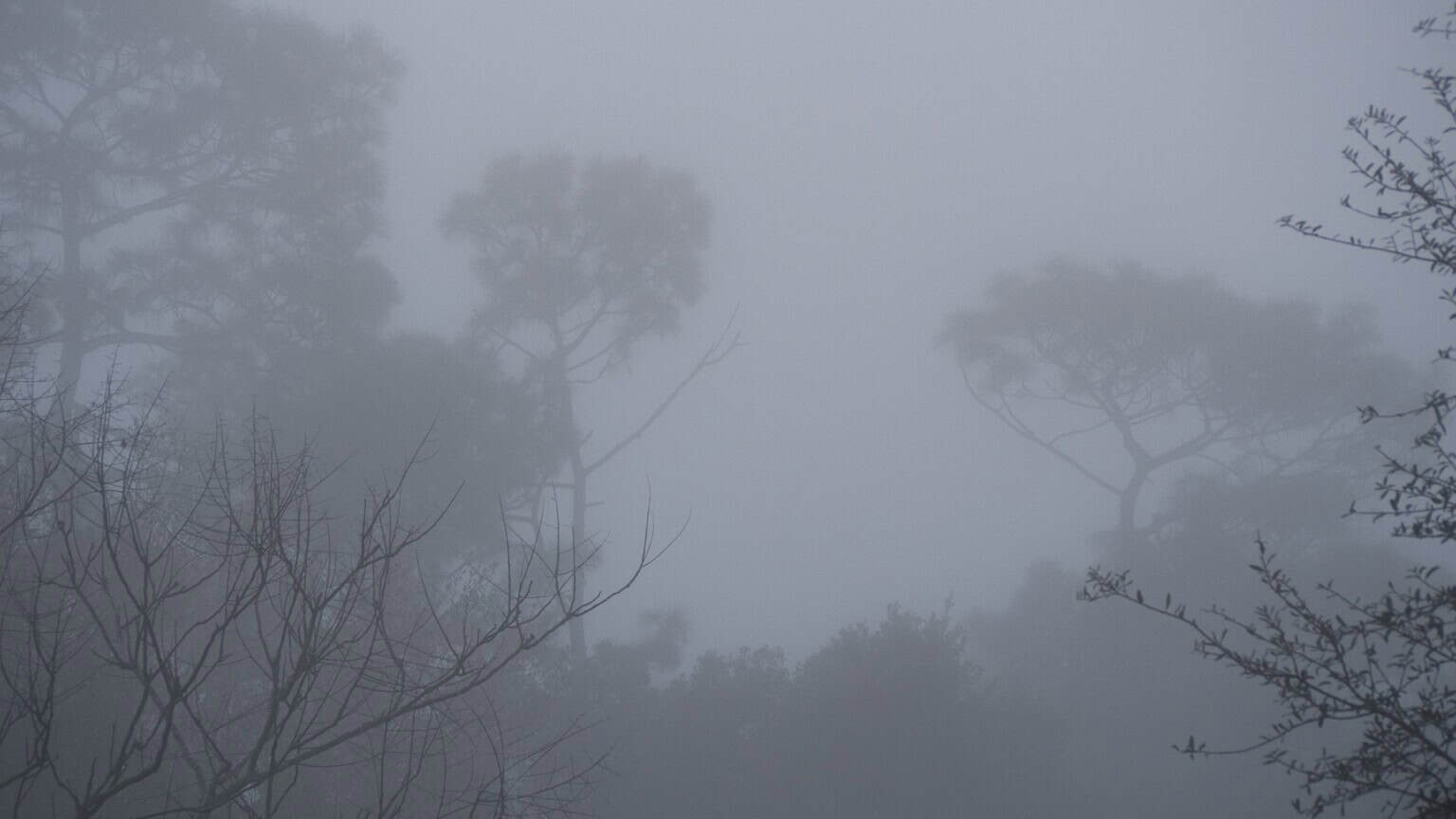 fog 2363940 1920