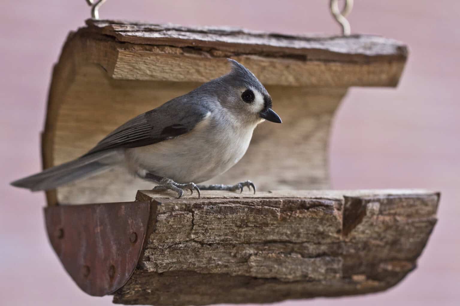 tufted titmouse 2513439 1920