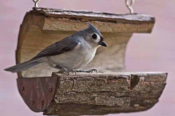 tufted titmouse 2513439 1920