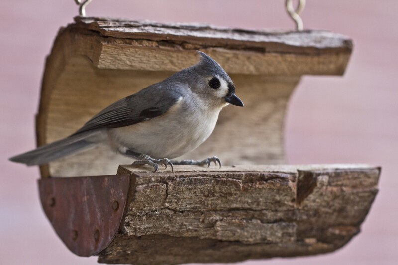 tufted titmouse 2513439 1920
