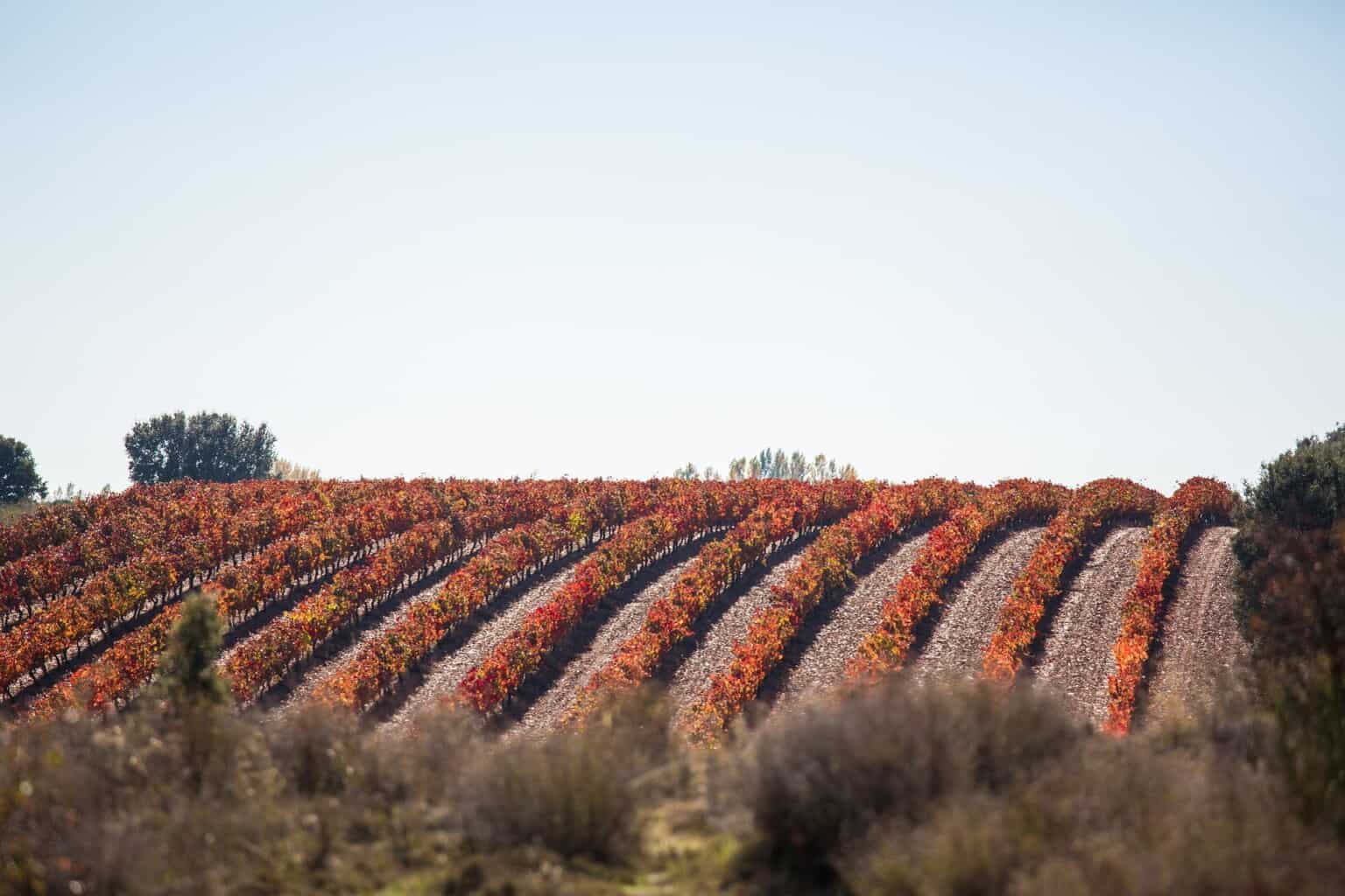 vineyard 1030952 1920