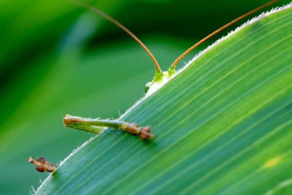 grasshopper 193721