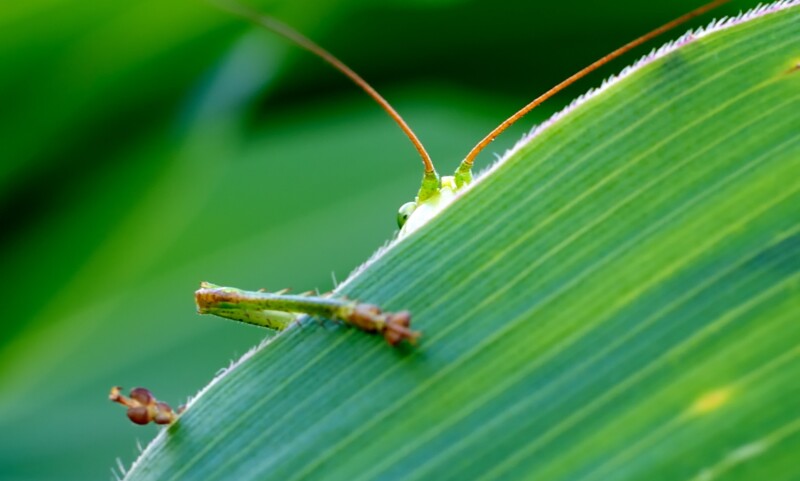 grasshopper 193721