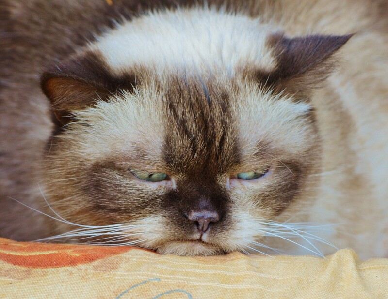 cat 1378203 1920