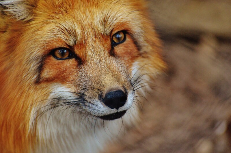 fuchs 1310826 1920