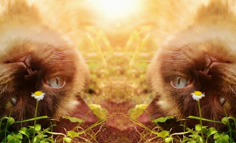 cat 1792627 1920