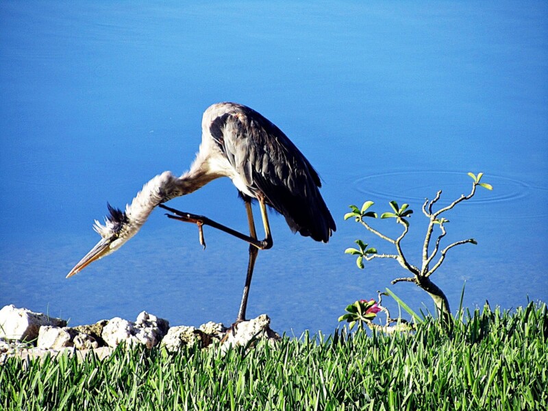 blue heron 198129 1920