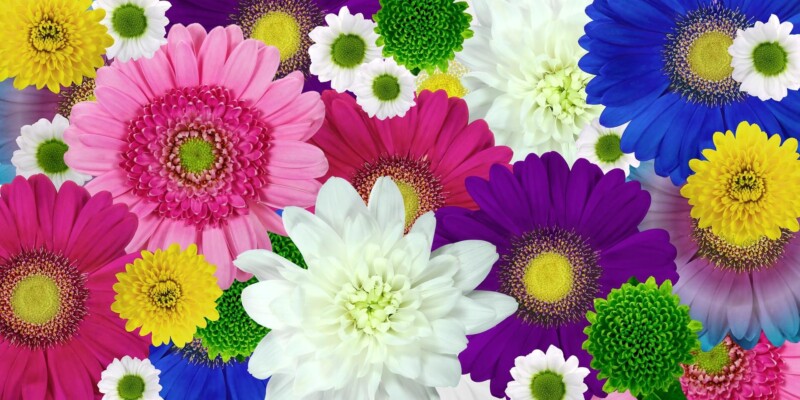 chrysanthemum 1385932 1920