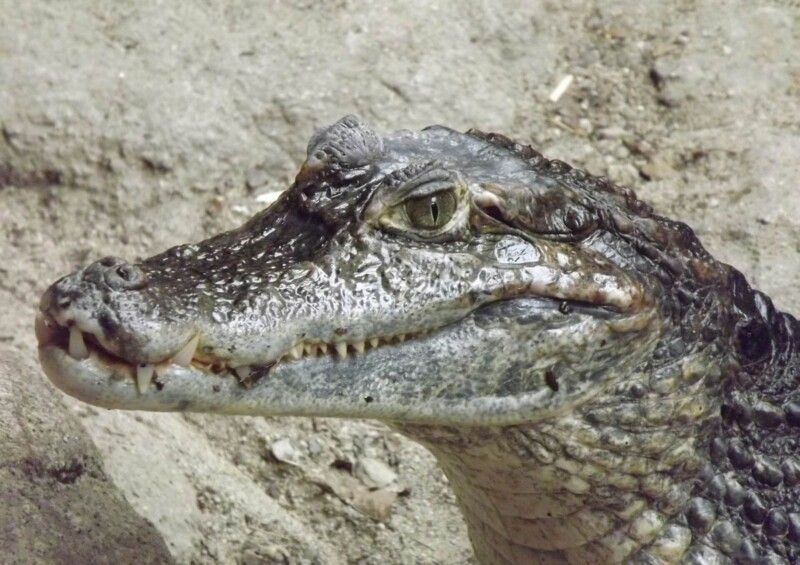 alligator 2942846 1920