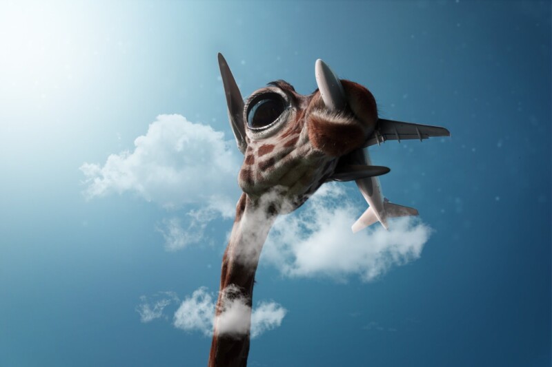 giraffe 3351363 1920