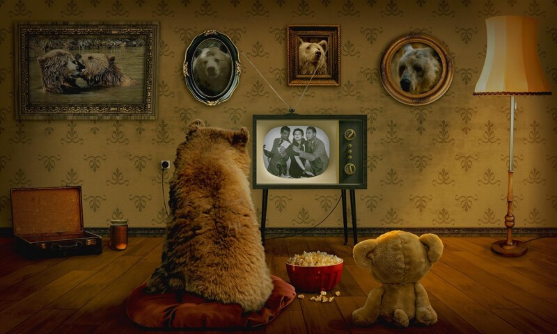 bear 3145874 1920