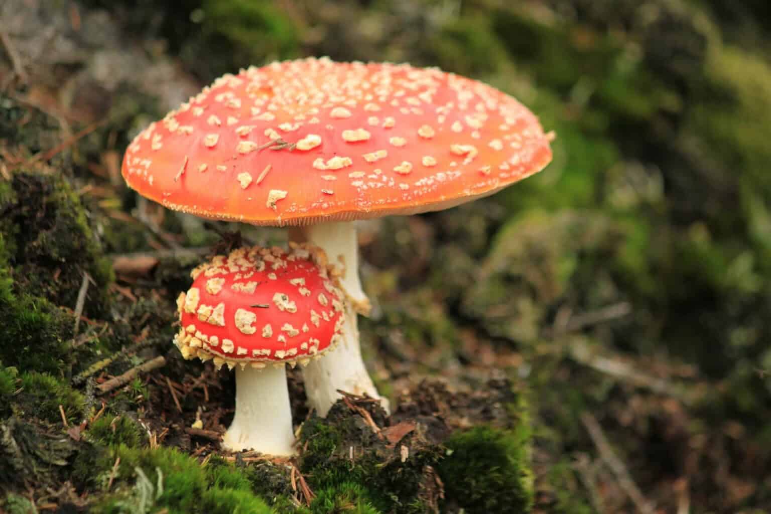 fly agaric 451766 1920