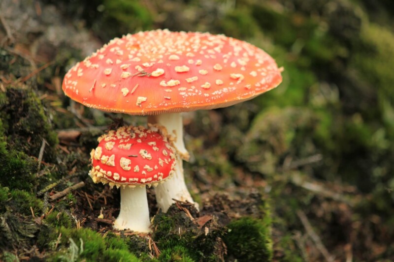 fly agaric 451766 1920