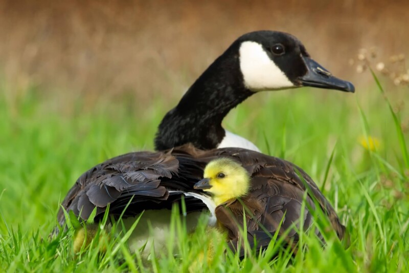 goose 1985031 1920