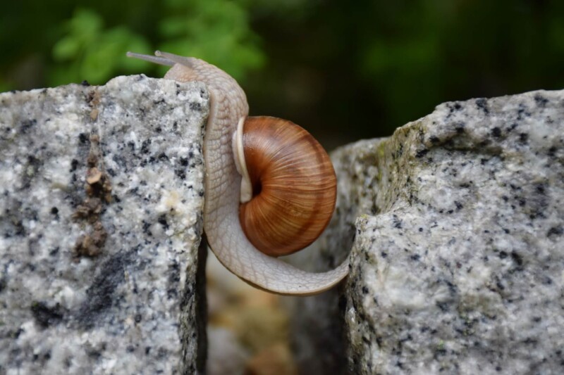 snail 1447233 1920