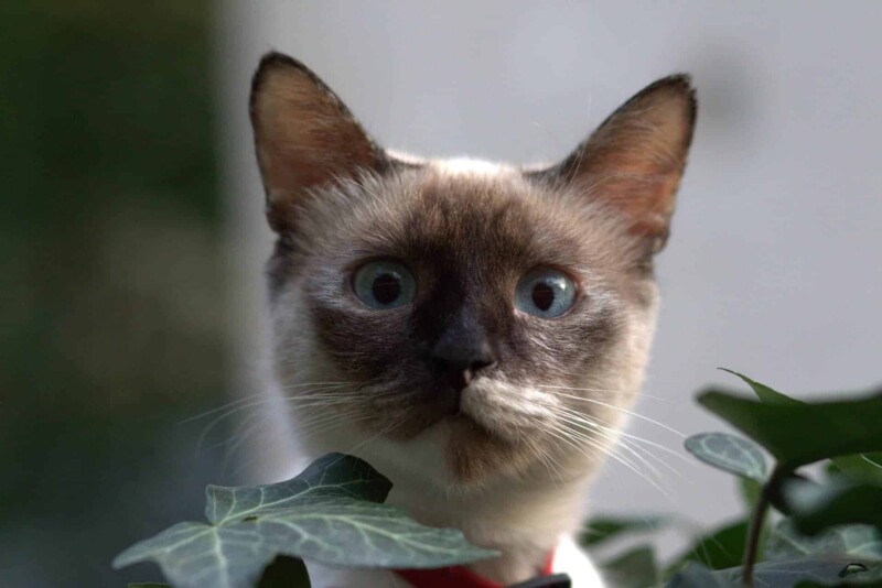 cat 2764905 1920