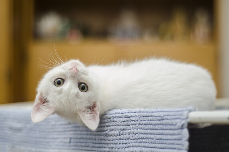kitten 1285341 1920