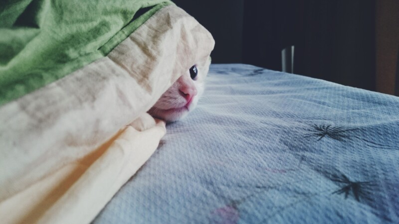 kitty 1785032
