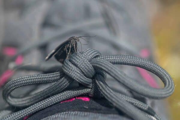Bug on my Shoe