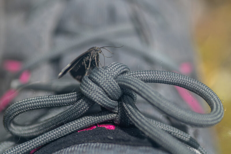 Bug on my Shoe