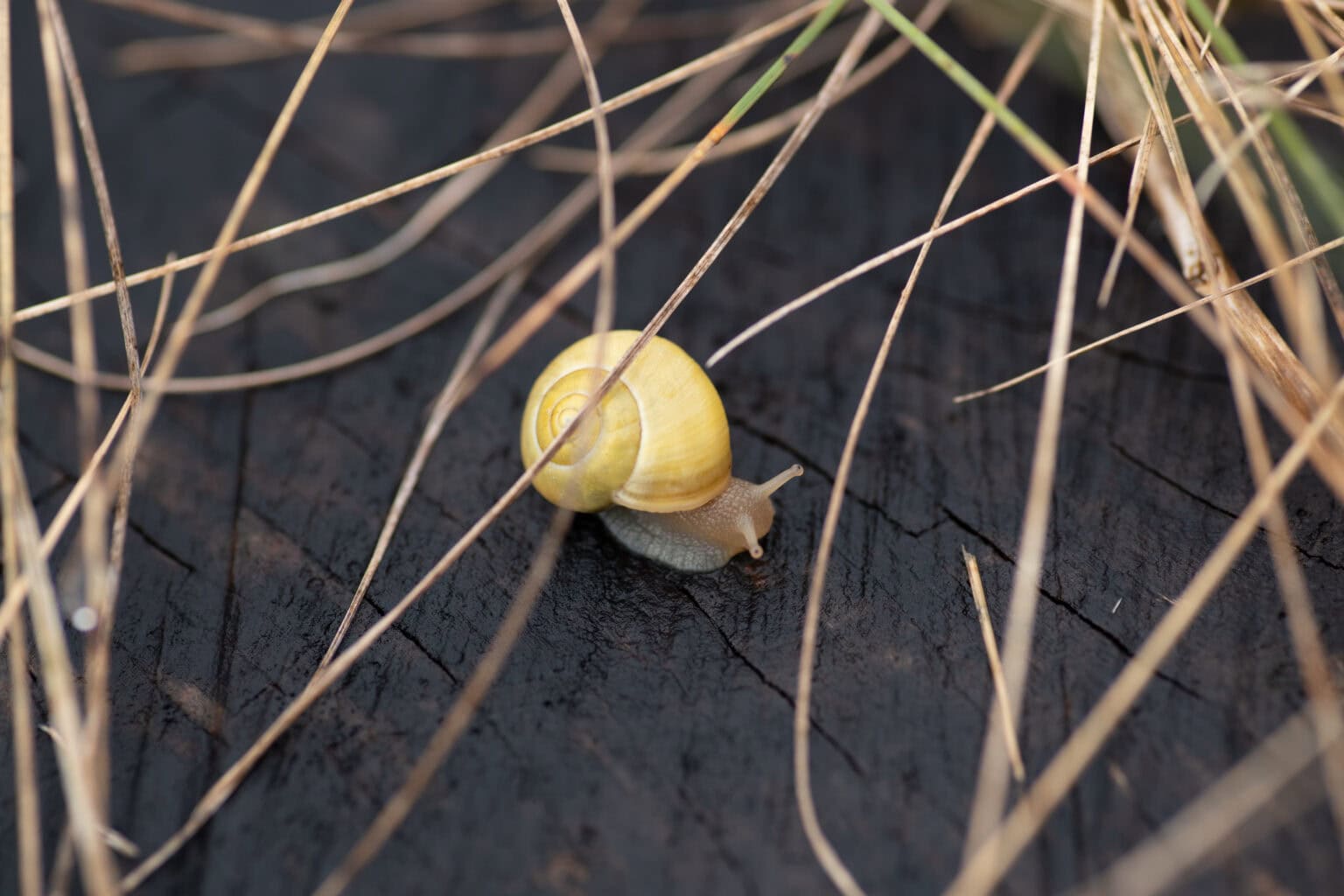 kleine Schnecke