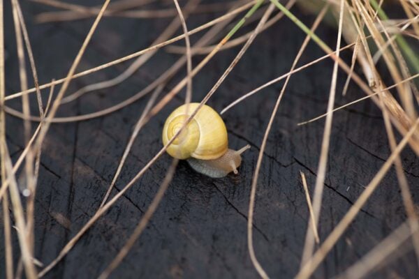 kleine Schnecke
