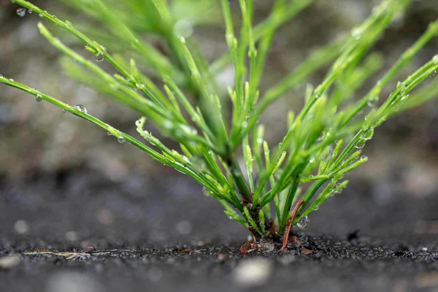 Grün stärker als Asphalt