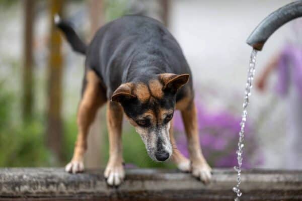 durstiger Hund