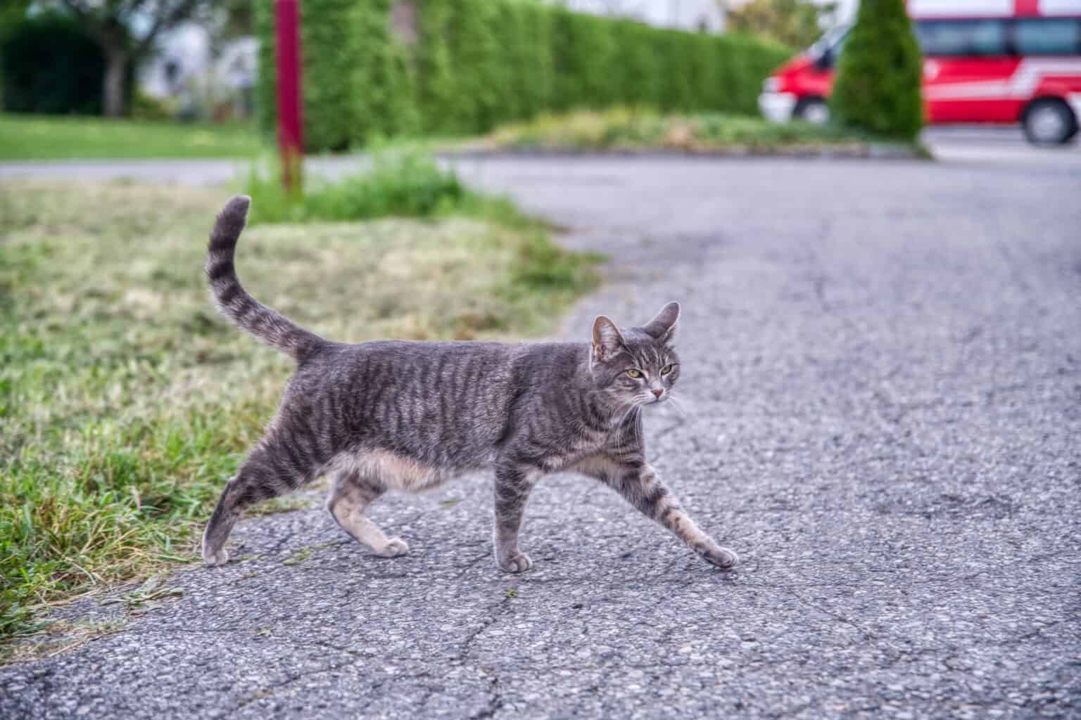 Katze geht vorbei