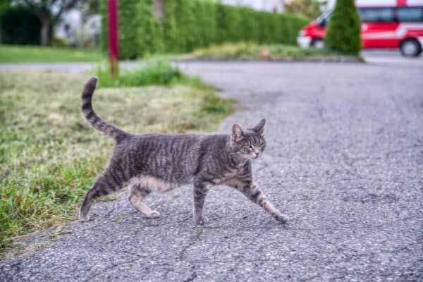 Katze geht vorbei