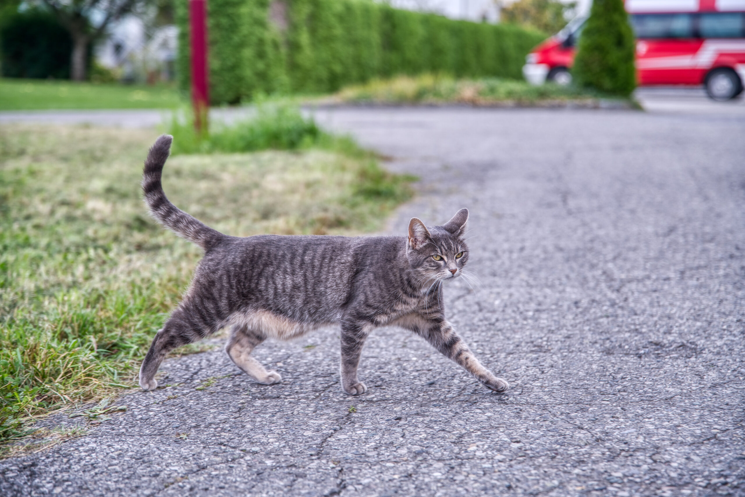 Katze geht vorbei