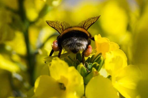 Hummel beim Sammeln von Pollen